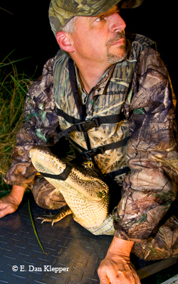 Gators